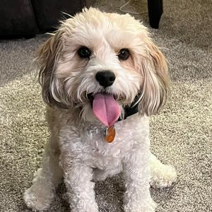 Meet your Posher, Sarah cathy